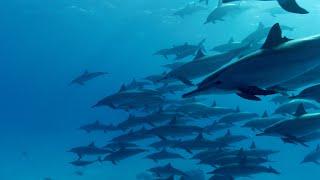 Incredible Underwater Spinner Dolphins Video / Relaxing Music