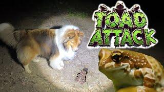 Toad ATTACK!  a Camping Adventure only on Cricket "the sheltie" Chronicles e367