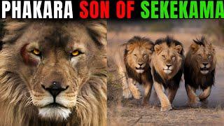 Lion - PHAKARA, THE LOST SON OF SEKEKAMA