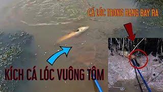 kích cá vuông tôm bắt cá lóc | xiệt cá lóc khủng vuông tôm kích xung thực tế 678