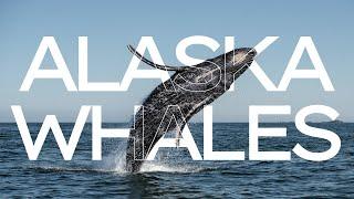 Expectation vs Reality of Whale Watching in Juneau, Alaska | Humpback Whale Cruise