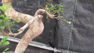 36 Year Old Chinese Elm Specimen Bonsai Tree - Curved Trunk Style