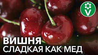 5 САМЫХ ВКУСНЫХ СОРТОВ ВИШНИ. Готовим из вишни изюм и мармелад