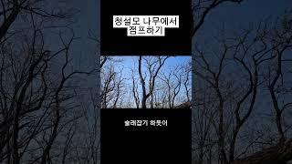 등산중에 청설모 점프하는 장면 목격
