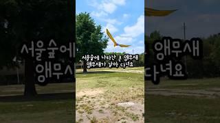 성수동 서울숲에 나타난 날고 있는 앵무새