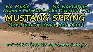 Mustang Spring Hour of Peace and Quiet Donkeys Antelope Birds Drink From this Troubled Water Source