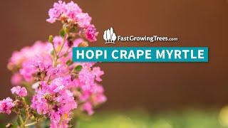 Hopi Crape Myrtle | FastGrowingTrees.com