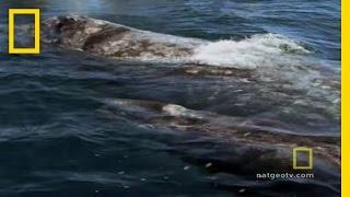 Killer Whales vs. Gray Whales | National Geographic