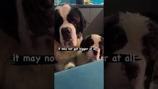 It May Get Bigger: ‍️ #shorts #funnypetvideos #funnydogs #funnydogvideos