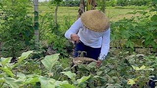 HARVESTING MONGGO BEANS FROM MY BACKYARD GARDEN I JOSEPH THE EXPLORER