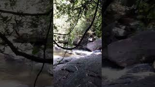 Wildlife ASMR Part 9 #wildlife #asmr #srilanka #santhuzen