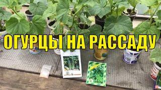 Огурцы на рассаду. Обзор перед высадкой.