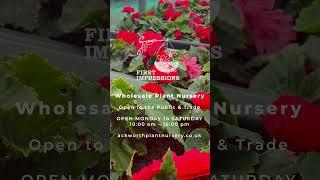 Begonia Plants and Care - Botrytis