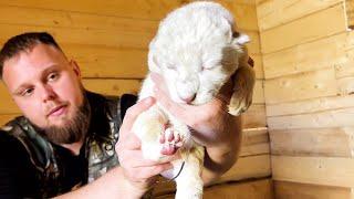 РОДИЛИСЬ РЕДЧАЙШИЕ БЕЛЫЕ ЛЬВЯТА! Рекорд - сразу 5 малышей!  /  ПАРК ЛЬВОВ ЗЕМЛЯ ПРАЙДА МОСКВА