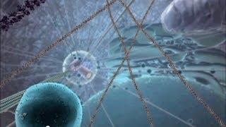 The Nano Robots Inside You