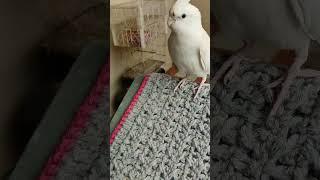 #cockatiel #birds #parrot #cute #funny #mabirdcare #cutebird #pets #talkingparot #funny #cuteparrot