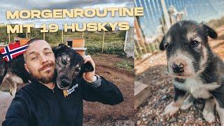 Meine MORGENROUTINE mit 19 HUSKYS in NORWEGEN