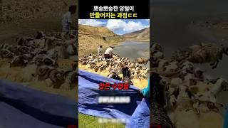 뽀송뽀송한 양털이 만들어지는 과정ㄷㄷ