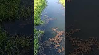 Сазан зашёл на мелиоративный канал #fishing #рыбалка #сазан #нерест