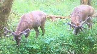 HUGE Red Stags Antler Progress and More