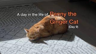 A Day in the Life of Penny the Ginger Cat - Day 9