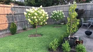 Basic care of Hydrangea paniculata 'Limelight' from Proven Winners.