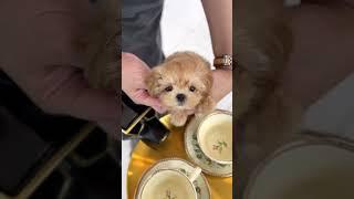 [VELY DOG] Teacup Maltipoo "Doremi" #maltipoo #maltipoos #puppy #puppyshorts #dogshorts #cutepuppy