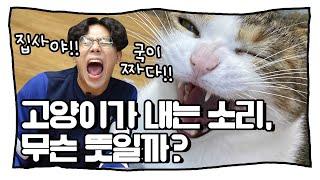 sub)이것만 보면 당신도 고양이 울음소리 자격증 1급