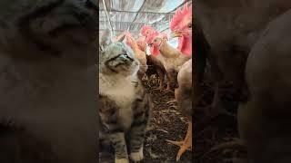 cat leads the chicken 