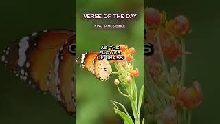 VERSE OF THE DAY