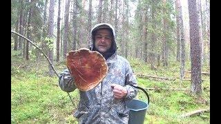 Урбанистам не смотреть! Прогулки в живой природе.