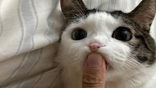 New Cats Videos 2024  Funny Cat Videos − Funny Cats