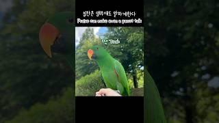 [지구] 칭찬은 앵무새도 말하게한다 / 똑딱똑딱 / Prise can make even a parrot talk