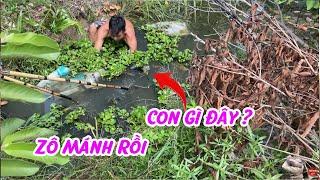 Cùng Minh Hiền Miền Tây Đi Vô Ao Chích Ca Thiên Nhiên - Một Bữa Thu Hoạch Bội Thu Cùng Anh Em