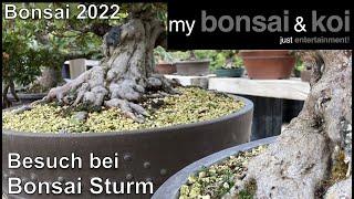 Bonsai 2022-39 - QUICK STOP! - Besuch bei Bonsai Sturm