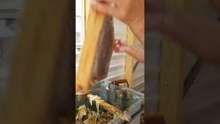Collecting honey: cutting wax with a heated knife Vdovichenko bee farm South Carolina 05/13/2020