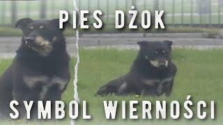 Dżok - krótka historia o psiej wierności | HISTORIE