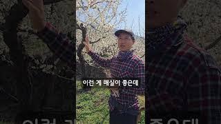 퇴출 되는 토종 매실