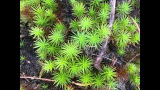 Moss - ecology and ethnobotany