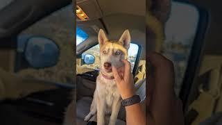 Got a bebe husky on accident yesterd #viral #myanimal #dog #mydog