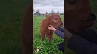 牛牛亂入;小牛很可愛;小牛喜歡摸摸;【小果苗】cow likes to be touch