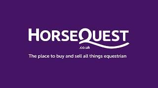 Refine your HorseQuest search