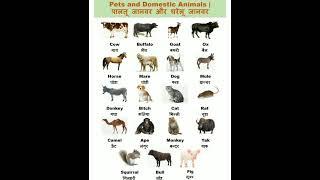 pets And Domestic Animals#short