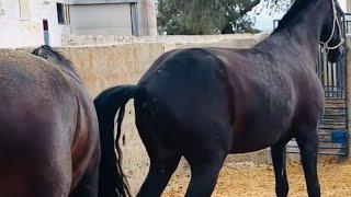 Horses Meeting my village first time ।  Гроза и Гром снова встретились