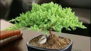 Bonsai Ideas for Home decoration | Bonsai tree Gardening | Bonsai plants | Decorative mode