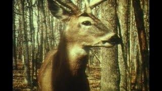 Deer Hunting in Missouri (1976)