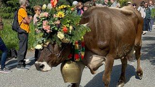 Almabtrieb in Meransen, @suedtirol.official