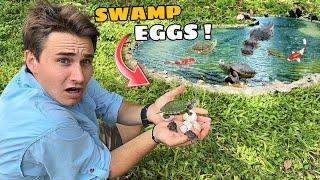 I FOUND SWAMP EGGS At My FARM !