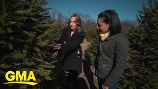 What you need to know before selecting the right Christmas tree | GMA