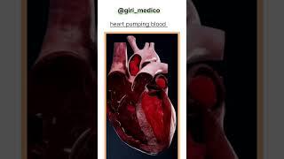 Heart pumping structure of heart #anatomy #physiology #shorts #biology #science #neet #heart #trend